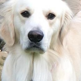 Golden Retrievers from Hampshire Goldens