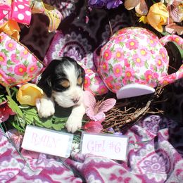 Girl 6 - Liver white and tan female English Springer Spaniel puppy in Washington from Huntin' Buddies