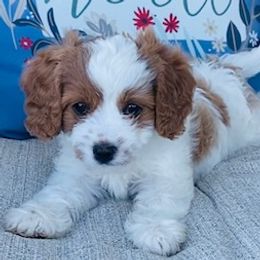 Bernedoodles, Cavapoos, and Goldendoodles from Utah Mountain Doodles
