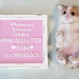 American Corgi and Pembroke Welsh Corgi Puppies from Whimsical Treasure Corgis