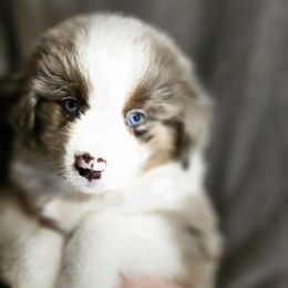 Grey - Red merle male Miniature American Shepherd puppy in Griswold, Connecticut from Flatrock's Mini American Shepherd's
