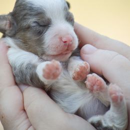 Nala - Blue merle female Miniature Australian Shepherd puppy in Louisville, Mississippi from Kristy’s Kennels