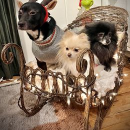 Pomeranian Puppies from Highlander Pomeranians