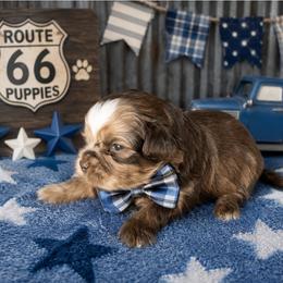 Dior - Merle male Shihpoo puppy in Delphos, Ohio from Route 66 Puppies