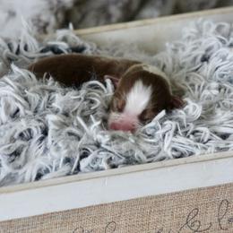 Orange- Girl - Red tri-color female Australian Shepherd puppy in Navasota, Texas from Triple MMM Kennel
