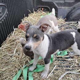 Jett - Blue white and tan male Rat Terrier puppy in Mariposa, California from Usona Rat Terriers