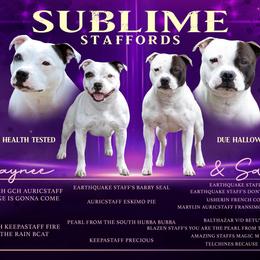 Staffordshire Bull Terrier puppies from Sublime Staffords