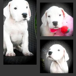 Grey collar- 'Eventus' - White male Dogo Argentino puppy in San Diego, California from Debonair Dogos