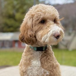 Nasa - Goldendoodle