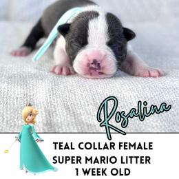 Rosalina - Blue female Boston Terrier puppy in West Jefferson, Ohio from Kline Kennels
