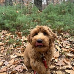 Moxie - Australian Labradoodle