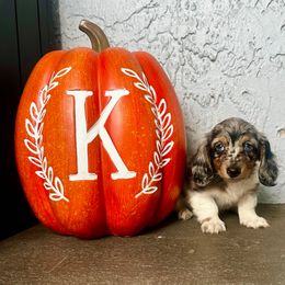 Smokey - Dapple male Dachshund puppy in Brandon, Florida from Knights Dachshunds