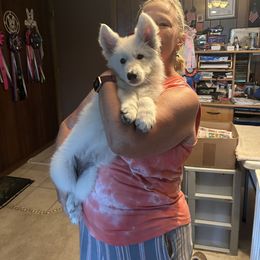 Girl 6 Lulu - White female Berger Blanc Suisse puppy in Orland Park, Illinois from Starfyre Berger Blanc Suisse