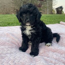 Aussiedoodle, Bernedoodle, and Poodle Puppies from Brandi Sillavan