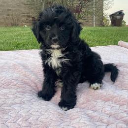Aussiedoodle, Bernedoodle, and Poodle Puppies from Brandi Sillavan