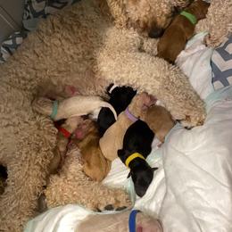 Goldendoodle Puppies from Woods Doodles & Co.