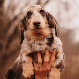 Blue Jean - Dachshund