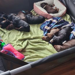 Doberman Pinscher and Pomeranian Puppies from Legendary Kennels