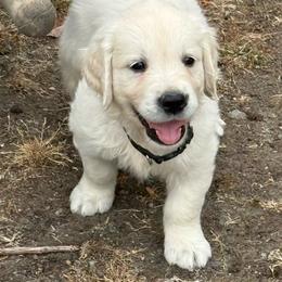 Black - Light golden male Golden Retriever puppy in Tacoma, Washington from Canyon Meadows Farm