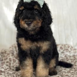 Indy - Phantom female Goldendoodle puppy in Escalon, California from Miley&Co.