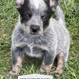 Australian Cattle Dog Puppies from Grit ‘n’ Grace Ranch