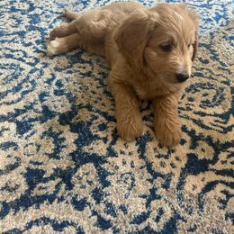 Purple collar - Cream Goldendoodle puppy in Ellington, Connecticut from Willow Grace Doodles