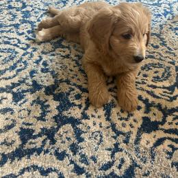 Purple collar - Cream Goldendoodle puppy in Ellington, Connecticut from Willow Grace Doodles