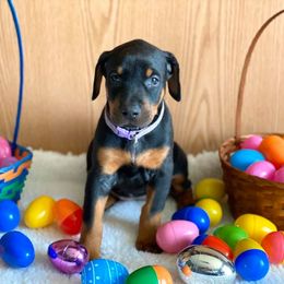 Doberman Pinscher Puppies from Jensen Dobermans