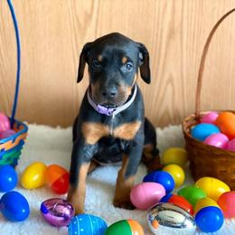 Doberman Pinscher Puppies from Jensen Dobermans