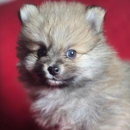 Butch - Wolf sable male Pomeranian puppy in Plainfield, Indiana from Abby's Pampered Pooches