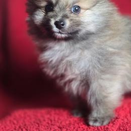 Butch - Wolf sable male Pomeranian puppy in Plainfield, Indiana from Abby's Pampered Pooches