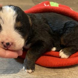 Aiko - Tri-color male Bernese Mountain Dog puppy in Rural Retreat, Virginia from Bernese Bunker