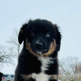 Miniature Australian Shepherd Puppies from Broken T Australian Shepherds