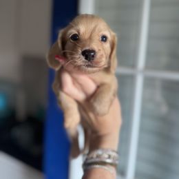 Boy 3 Blue Collar - Cream male Dachshund puppy in Grandview, Texas from LF & Co Dachshunds