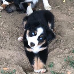 Miniature American Shepherd Puppies from Eagles Landing Miniature American Shepherds