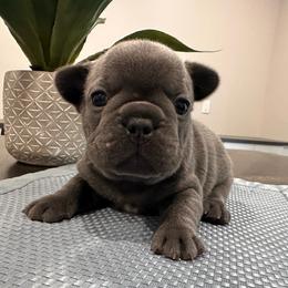 Blue - Blue male French Bulldog puppy in Smithfield, North Carolina from Roughneck Frenchies