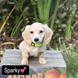 Dachshund Puppies from Northwest Dachshunds