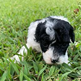 BWM - Parti male Poodle puppy in Bee Branch, Arkansas from Scroggins Creek Doodles