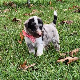 Girl 1 - Blue merle female Aussiedoodle puppy in Mouth Of Wilson, Virginia from Holly Ridge Aussies, Aussiedoodles & Corgis