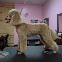 Roma - Poodle