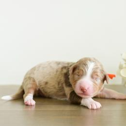 Boy 6 - male Australian Mountain Doodle puppy in Spanish Fork, Utah from K Brand Doodles