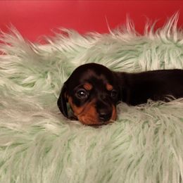 Girl 2 - Black and tan female Dachshund puppy in Lovell, Wyoming from Bernstein Doxies