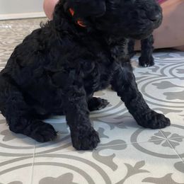 Goldendoodle Puppies from River Bend Goldendoodles