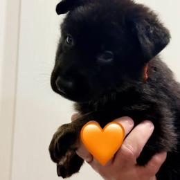Elena - Bi-color female German Shepherd puppy in Anderson, South Carolina from StaFra German Shepherd Dogs