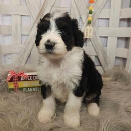 Jean - Black and white female Sheepadoodle puppy in Farley, Iowa from Iowa's Doodle Co.