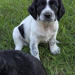 NOT A PET Working home only - Black and white male English Cocker Spaniel puppy in Phillips, Nebraska from Fenloch Gundogs