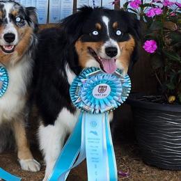 Tori - Black tri-color female Australian Shepherd puppy in Deer Lodge, Tennessee from KSH Aussie Haven