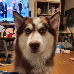 Freya Celine cronin - Siberian Husky