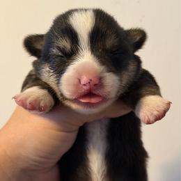 Boy 2 - Black and tan male Pembroke Welsh Corgi puppy in Helmville, Montana from Calie’s Corgis