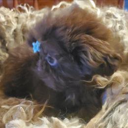 Dark (poss nonfade) Chocolate Male White Spot On Chest - Chocolate male Shih Tzu puppy in Hillsdale, Michigan from Prairie Fen Farm